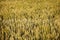 Golden ripe wheat field World famine. Agriculture