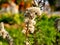 Golden rod plants in late fall