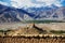 Golden roof monastery and snow mountain range Leh Ladakh ,India