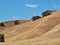 Golden rooling hills with sporadic oak trees in California