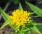 Golden Root, Rhodiola rosea