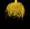 Golden root of tree isolated on black background. Creative concept.