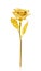 Golden rose isolated on wite background