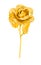 Golden rose isolated on wite background