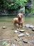 Golden rottweiler after swimming lake waterfall