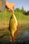 Golden Rudd - summer lake fishing