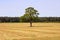 Golden rural field and lonely tree