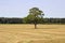 Golden rural field and lonely tree