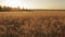 Golden rye ears field pan