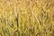 Golden rye field wheat harvest season, bountiful bread harvest