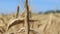 Golden rye or wheat sways in the wind close-up and the camera pans up from the bottom to cover the view of the field