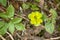 golden saxifrage typical early spring flower