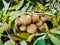 Golden scaly mushroom Latin Pholiota aurivella among the fallen autumn leaves