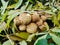 Golden scaly mushroom Latin Pholiota aurivella among the fallen autumn leaves