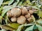 Golden scaly mushroom Latin Pholiota aurivella among the fallen autumn leaves