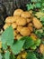 Golden scaly mushroom Latin Pholiota aurivella or royal honeydew next to a tree and nettles