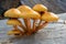 Golden Scalycap, yellow mushrooms on wood