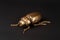 Golden scarab beetle on black background with copy space