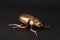 Golden scarab beetle on black background with copy space