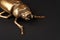 Golden scarab beetle on black background with copy space