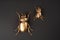 Golden scarab beetle on black background with copy space