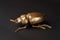 Golden scarab beetle on black background with copy space