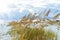 Golden Sea Oats on Florida Beach