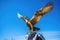 golden seagull statue against a blue sky