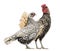 Golden Sebright Bantam rooster and silver Sebright bantam hen