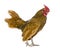 Golden Sebright rooster, 1 year old