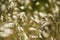 Golden seedpods of oat plant, avena