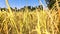 Golden serenity: up close with rice fields