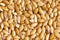 Golden sesame seeds