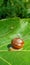 Golden shell shining snail on leaf