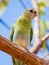 Golden-shouldered Parrot in Queensland Australia