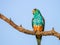 Golden-shouldered Parrot in Queensland Australia