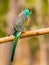 Golden-shouldered Parrot in Queensland Australia