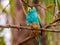 Golden-shouldered Parrot in Queensland Australia