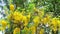 Golden shower or Cassia fistula yellow flowers is blooming and pine background