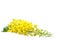 Golden shower flowers or Ratchaphruek or yellow folwers isolate on white background.