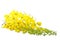 Golden shower flowers or Ratchaphruek or yellow folwers isolate on white background.