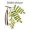 Golden shower, or rain tree Cassia fistula , medicinal plant.