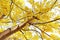 Golden Shower Tree