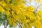 Golden shower tree, beautiful yellow flower Ratchaphruek