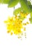 Golden shower tree (Cassia fistula)