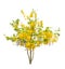 Golden shower tree (Cassia fistula)