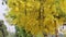 Golden shower tree or colorful yellow cassia fistula blooming , Thailand national flowers