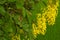 Golden Shower Tree, flowering laburnum