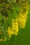 Golden Shower Tree, flowering laburnum