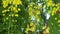 Golden Shower Tree Flowers Panning High Definition